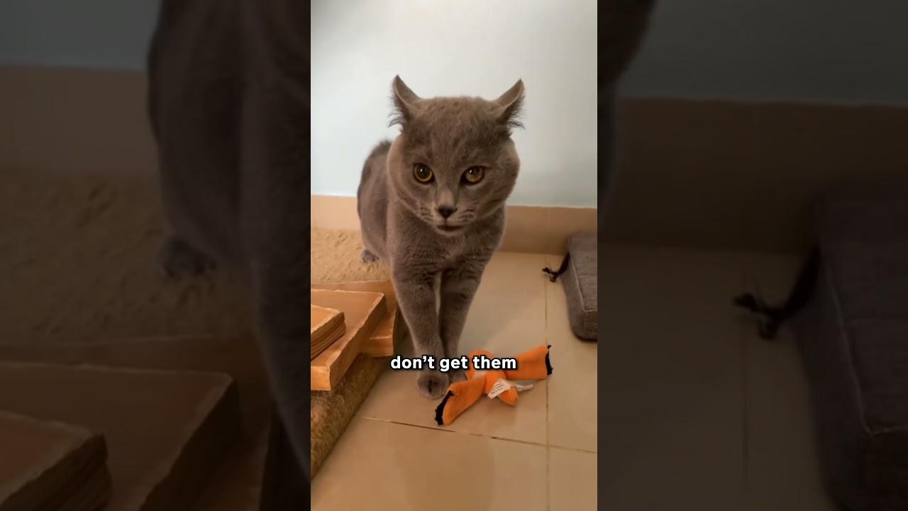 Ignoring Cats Can Be A Good Thing?! 🤔