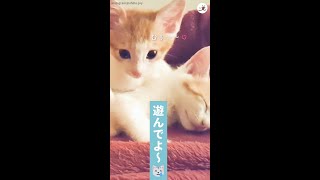【遊びたいから起きてニャ！】子ネコによる子ネコの起こし方がとっても強引♡