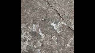 Ant Carrying Food #ants #insects