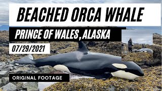 Beached Orca Whale in Alaska *Original Footage*