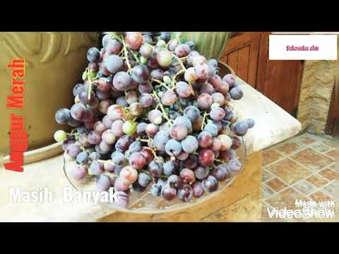 Video: Anggur Phyloxera - Musuh Panen