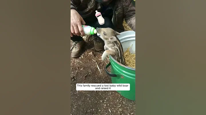 This family rescued a lost baby wild boar and raised it #animalshorts #shortvideo