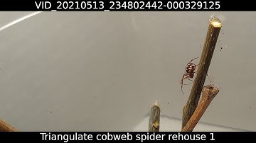Steatoda triangulosa rehouse 1 - 20210513_234802442-000329125