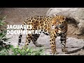 Jaguar documental 2020