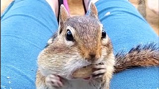 Hanging With Fritz & Friends / Handfeeding Chipmunks / Embracing Nature / Pet TV / Mental Health