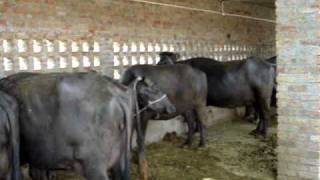 Jalandhar Punjab India ( Murrah Buffalo ) ((  AmarRash Gillson's dairy farm ))