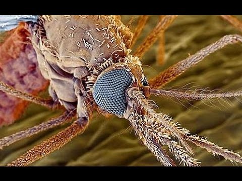 Video: Ontwikkeling Van Polymorfe EST-microsatellietmarkers Voor De Zandvlieg, Phlebotomus Papatasi (Diptera: Psychodidae)