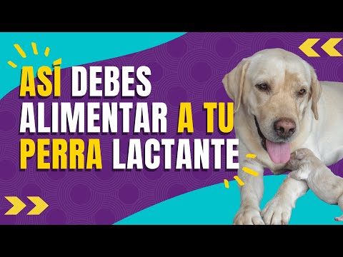 Video: Alimentos para promover la producción de leche en perros lactantes