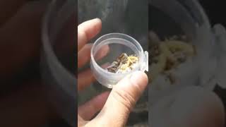 Download Lagu Melatih burung cipow makan voer #shorts MP3