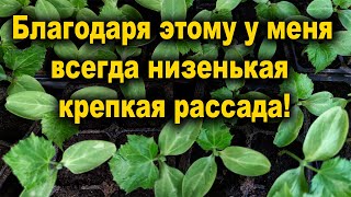 Рассада из хилой в жирненькую за 2 дня! Полила и не ожидала такого эффекта! Подкормка рассады!