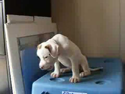 Clicker Training 8 week old American Bulldog Puppy