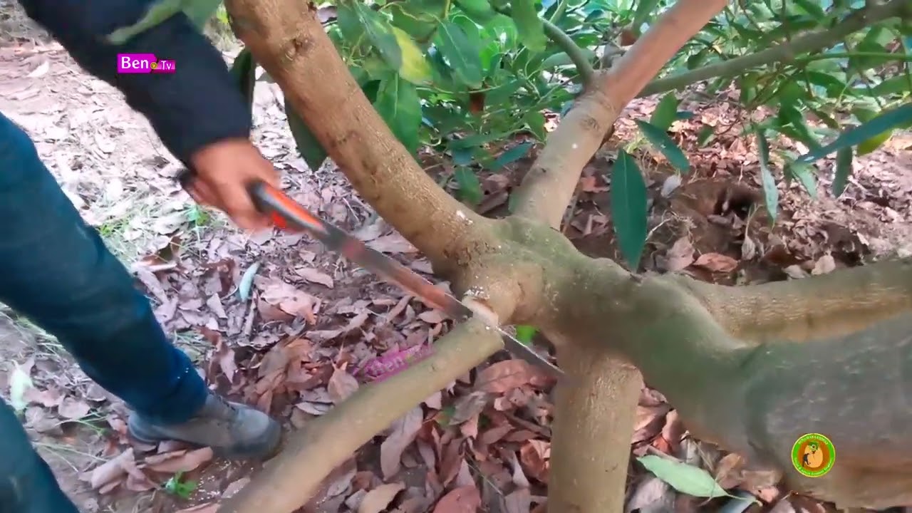 شجرة الأفوكادو - كل ما يهمك في هذا الفيديو هو قطع الفروع هذا الموسم 2023