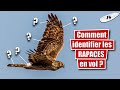 Identifier un oiseau  spcial rapaces diurnes en vol  llt 14