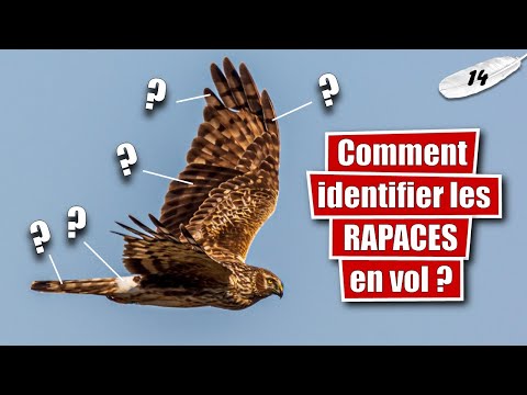 Vidéo: Petit aigle tacheté : description et mode de vie d'un oiseau