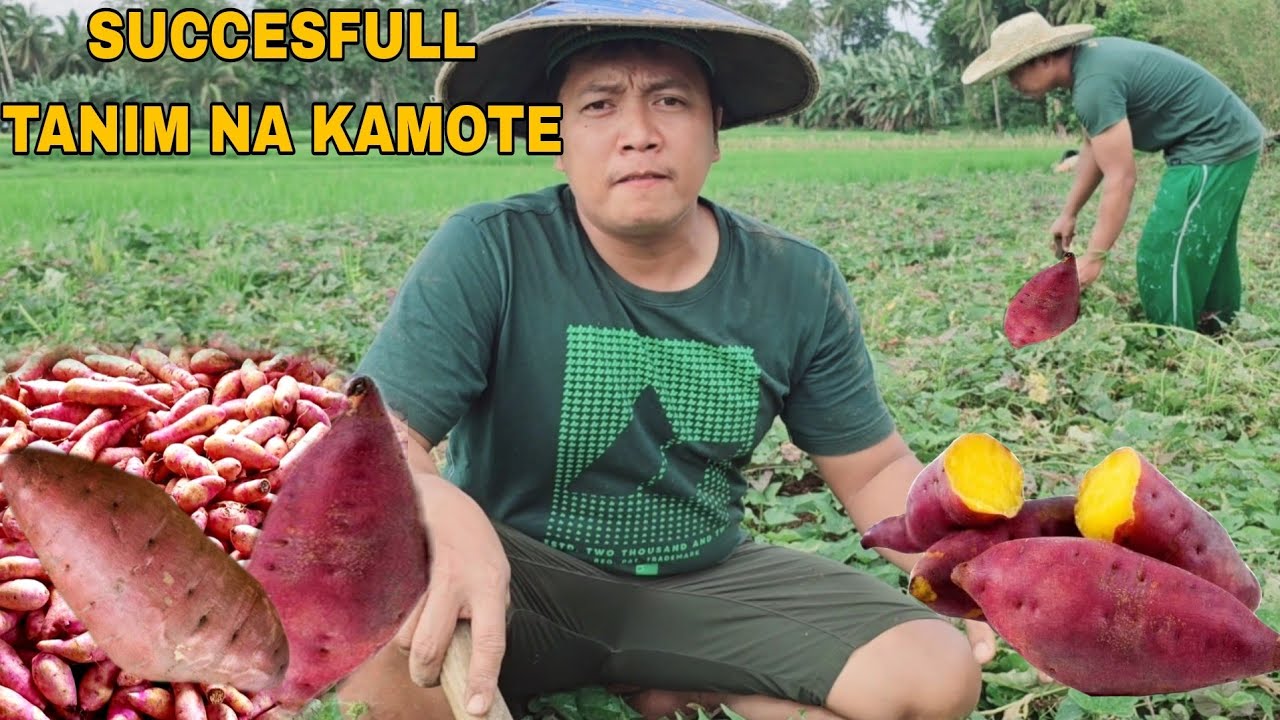 Succesful tanim na kamote sa gitna ng Palayan Mga kamote Naglabasan ang mga laman