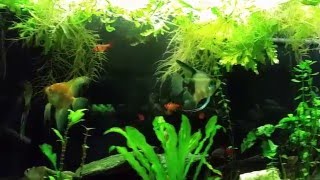 Angelfish Tank Surprise Spawn