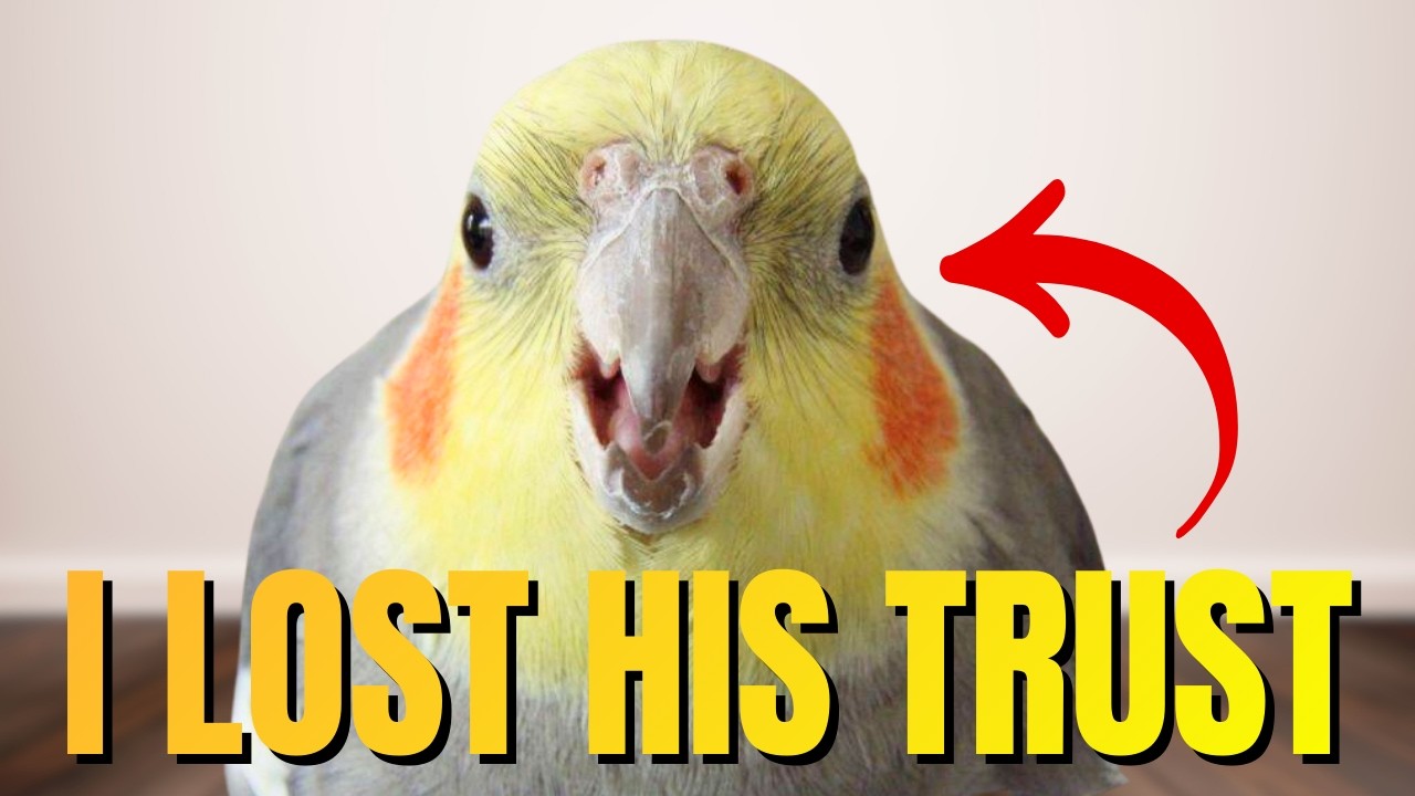 Cockatiel Training Mistakes That Are RUINING Your Progress