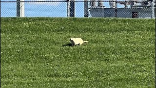 Albino groundhog spotted in Susquehanna Valley field