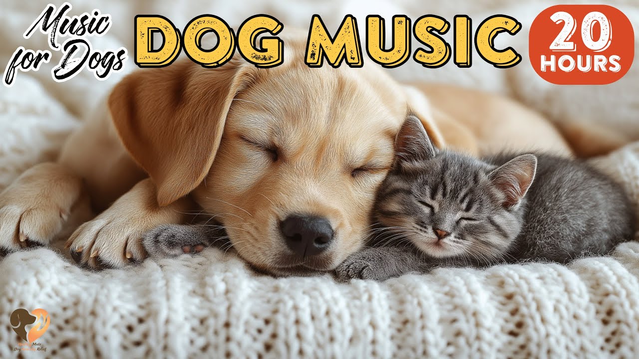 20 HOURS of Dog Calming Music🐶🎵Dog Sleep Music for Anxiety😴Soft Dog Calm Music for Relief