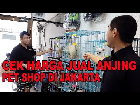 CEK HARGA JUAL ANJING DI PET SHOP JAKARTA