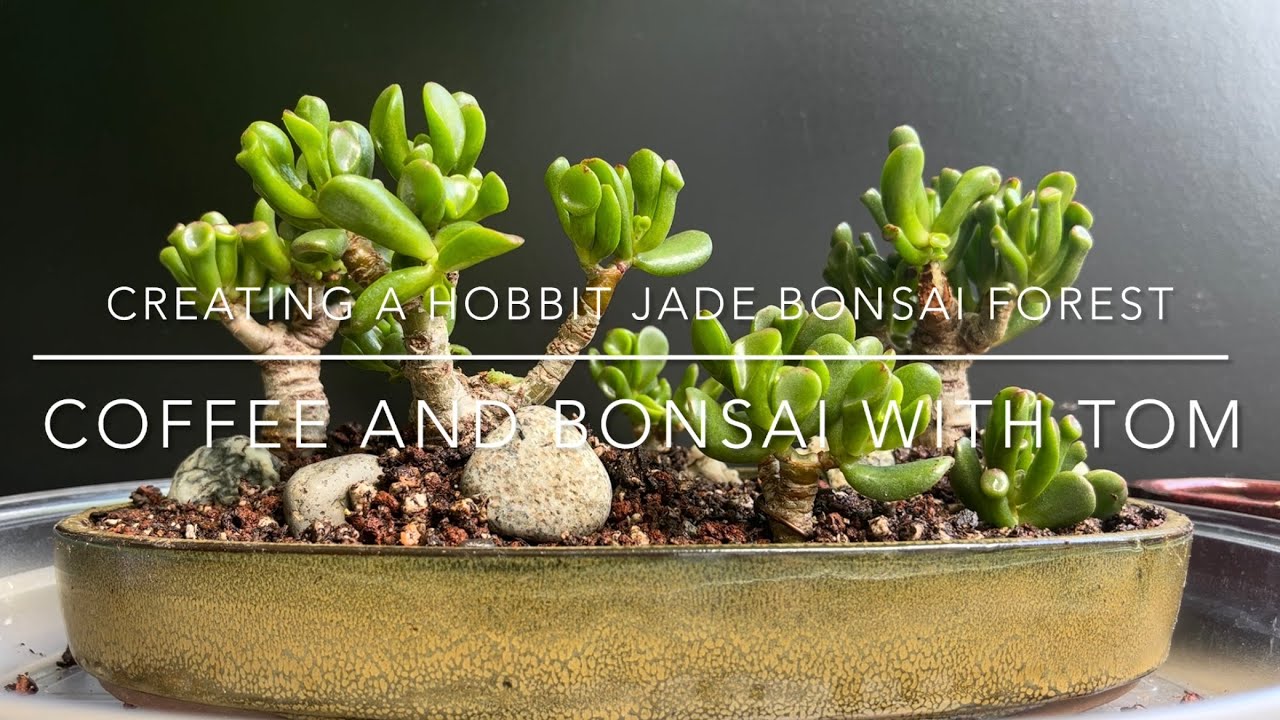 Создание леса из нефритовых деревьев бонсай в стиле хоббита (Crassula Ovata)