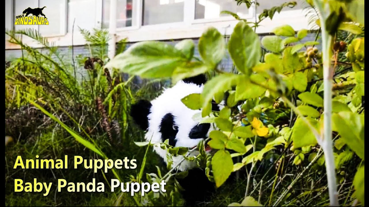 Animal Puppet: Watch! Baby Panda Puppet | Puppets - YouTube