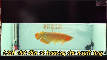 CHIA SẼ | CÁCH CHƠI ĐÈN VÀ TANNING | CHO CÁ RỒNG HUYẾT LONG..