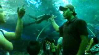 Manila Ocean Park @ Oceanarium