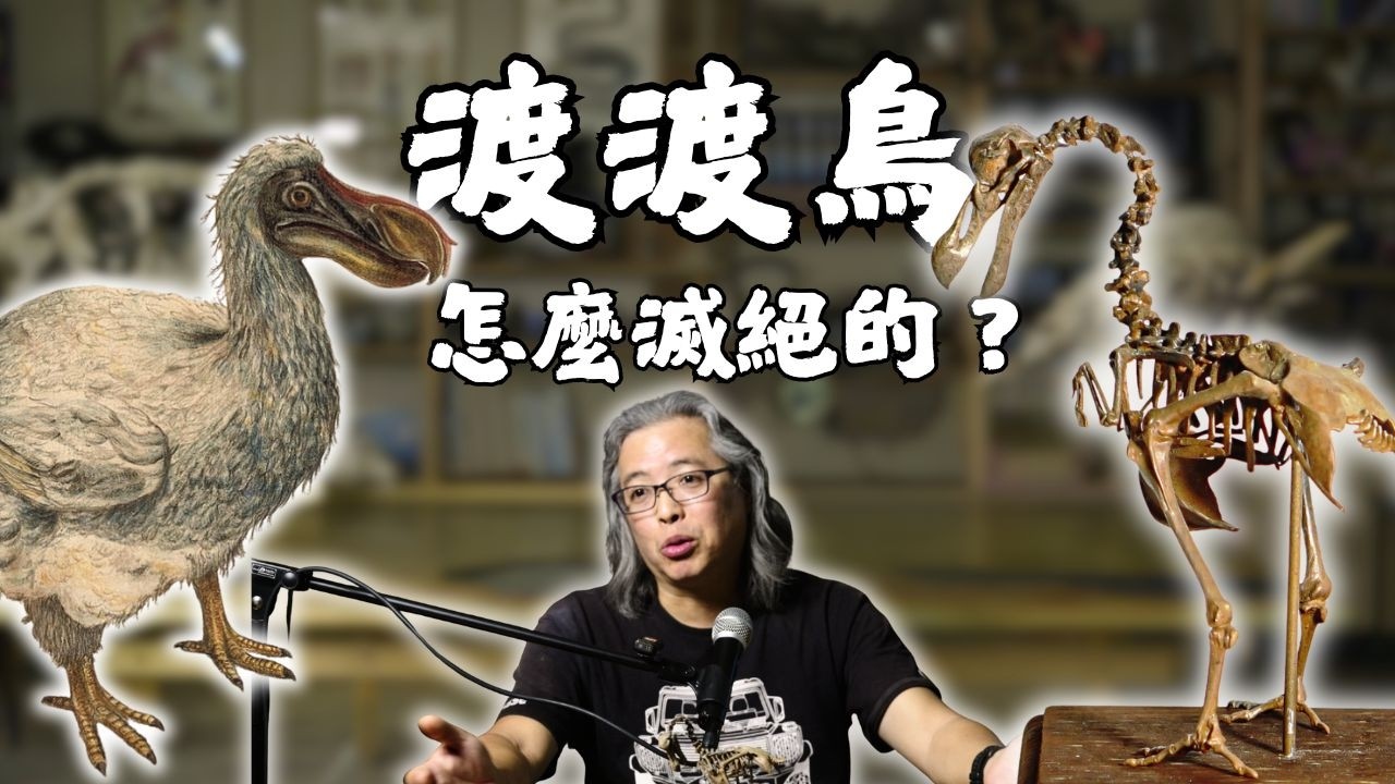 渡渡鳥到底怎麼消失的？背後的歷史真相