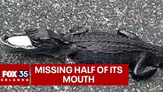 Rare sighting of alligator missing half its mouth prompts rescue mission