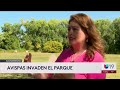 Autoridades de Sacramento eliminan avispas chaqueta amarilla para proteger a visitantes