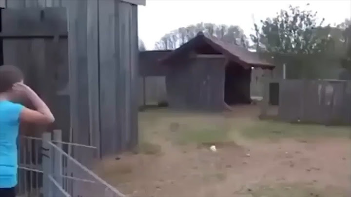 Impresionante! Este burro reconoció a su dueña
