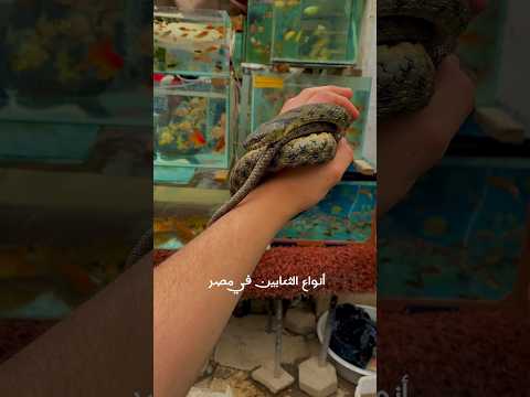 انواع الثعابين فى مصر