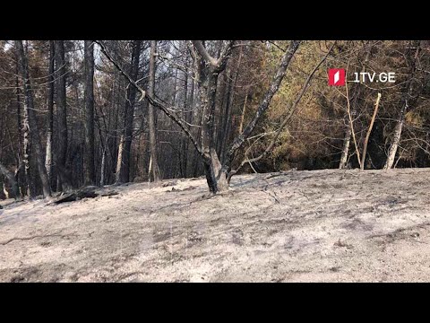 რა პროცესები მოჰყვება ტყის მასიურ გადაწვას