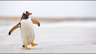 As penguins dive, their location data takes flight