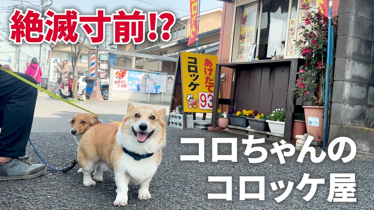 残るは全国で2店舗⁉「コロちゃんのコロッケ屋」周辺でおさんぽVlog