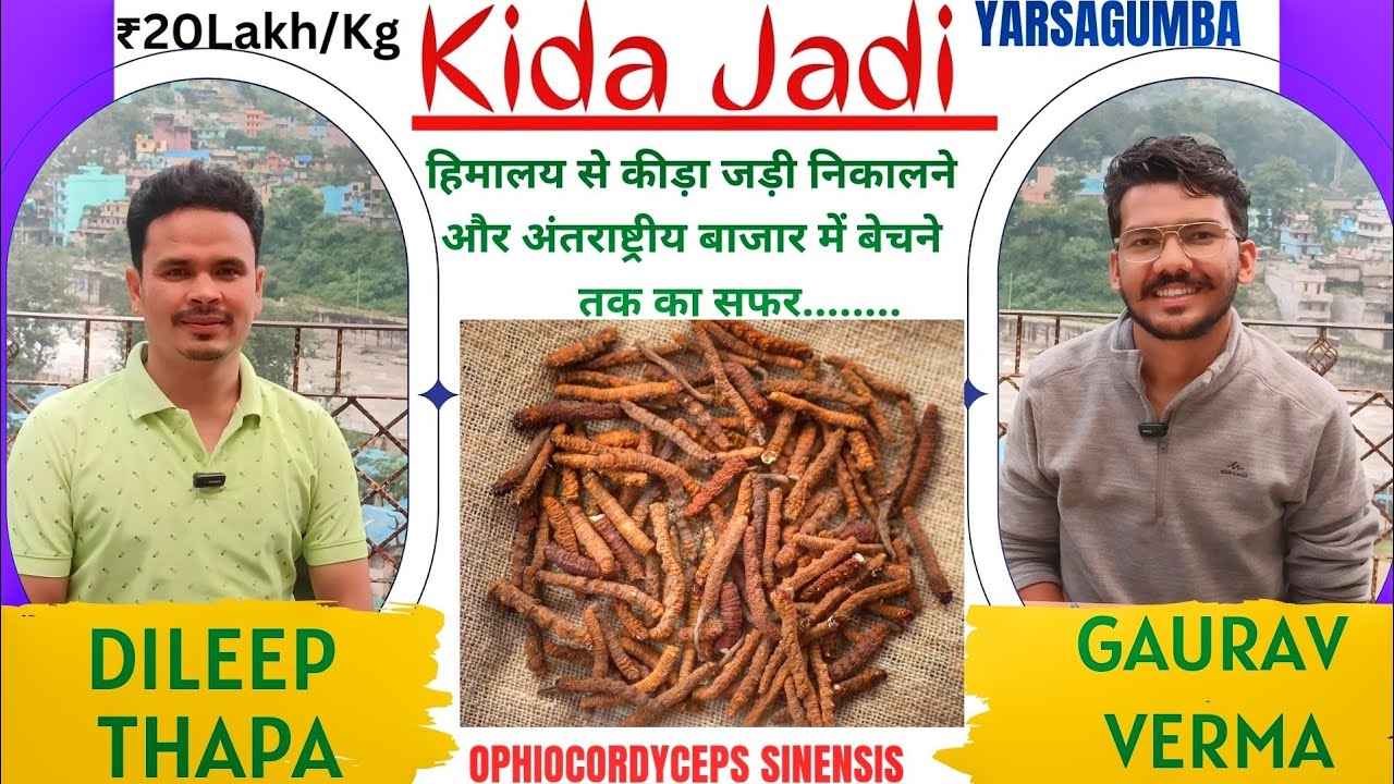 हिमालय से कीड़ा जड़ी लाने वाले काश्तकार का अनुभव|Kida Jadi| 