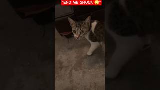 Kalu ko Room Me Kya Mila Aakhir? | Mysteryshorts#SuspenseShorts#ShockingEnding#Viral#Trending#Part 1