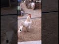 #viralshorts #chicken #funnyvideo #song #fartingprank