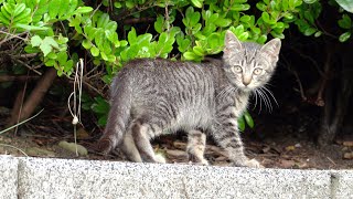 【猫の子育て】ママ猫に構って欲しくて、尻尾にイタズラをする子猫
