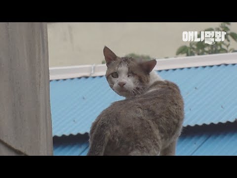 나는 사람을 좋아하던 고양이였습니다 ㅣ Cat <strong>With</strong> A Spike Lodged In The Head Is <strong>Lost</strong> In The Street