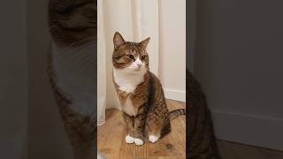 Гришаня🐈‍⬛🐈