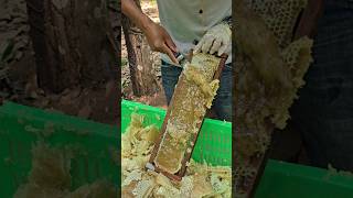 Wow! Harvesting sweet honeycomb 🍯🐝 #amazing #beekeeper #bee #honey #farmer #beautiful #insects