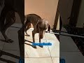 Esse cachorro precisa da sua ajuda 😮