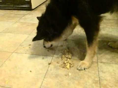 Dog eats its own puke (Full) - YouTube