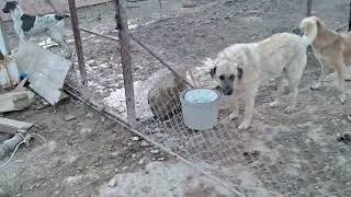 Ankara Köpek Barınağı