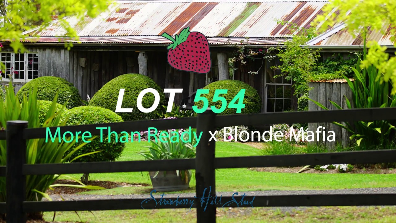 2018 Magic Millions Yearling Sale Lot 554 YouTube