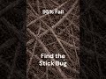 95% of People FAIL This 😳 Can You Find the Hidden Stick Bug?
