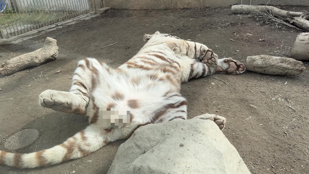 番外編 へそ天シグレくん【番外編】【アニマルキングダム】ホワイトタイガー