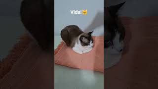 #music #sucess #international #automobile #gatinhaestrelinha #cat #gateiraporamor #gatosfofinhos